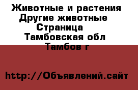 Животные и растения Другие животные - Страница 2 . Тамбовская обл.,Тамбов г.